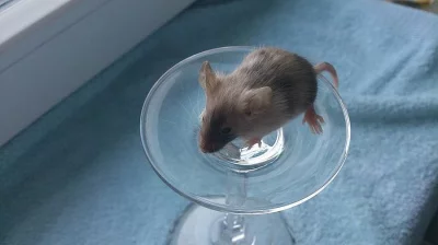 Poslední 2 myšáčci s VP